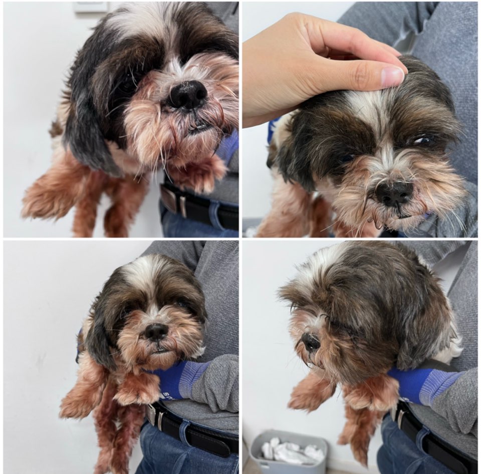 시츄 이미지 파일 입니다.