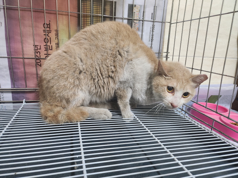 한국 고양이 이미지 파일 입니다.
