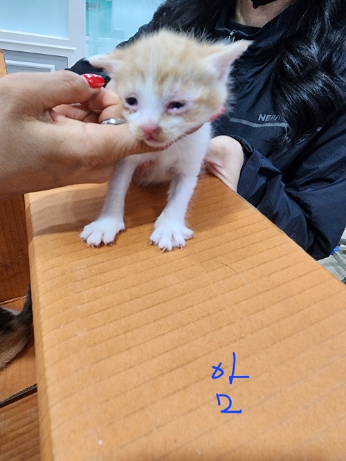 믹스묘 이미지 파일 입니다.