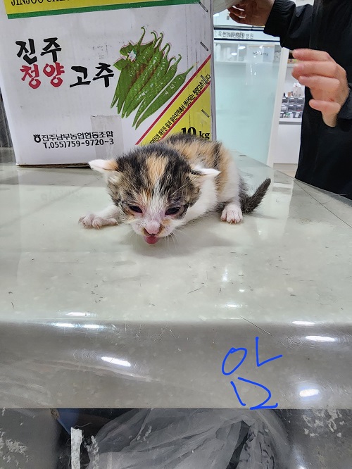 믹스묘 이미지 파일 입니다.