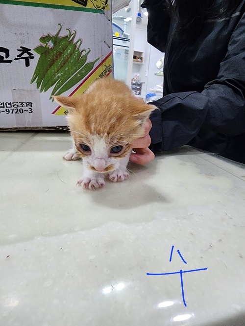 믹스묘 이미지 파일 입니다.