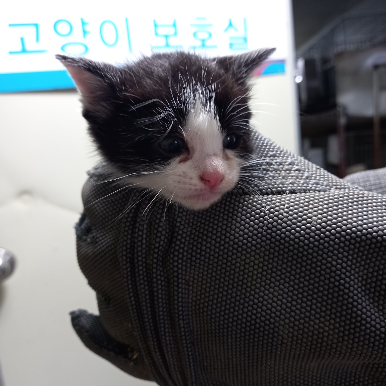 한국 고양이 이미지 파일 입니다.
