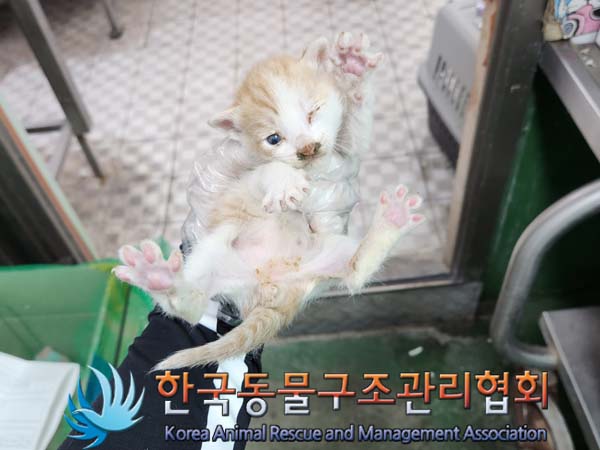한국 고양이 이미지 파일 입니다.