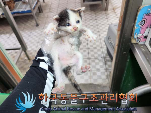 한국 고양이 이미지 파일 입니다.