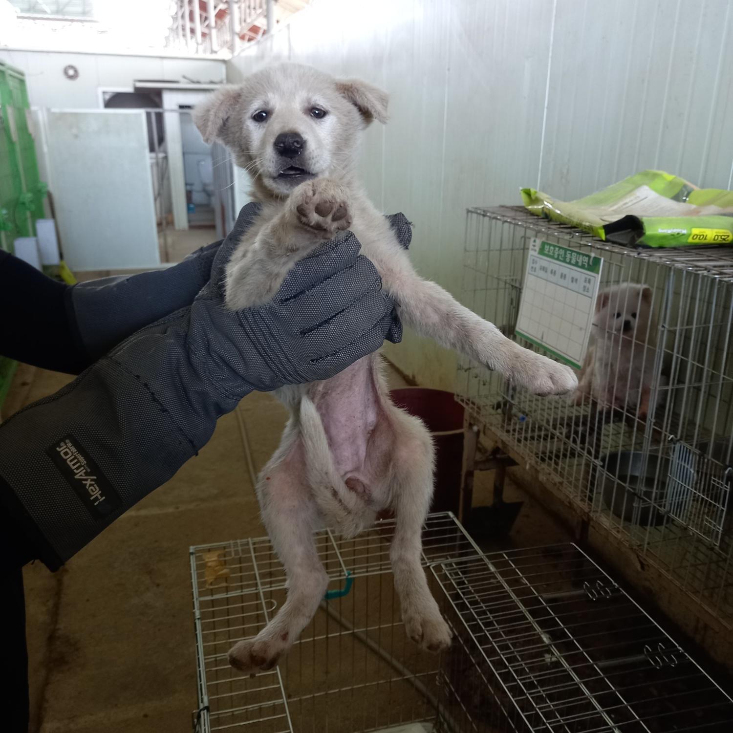 믹스견 이미지 파일 입니다.