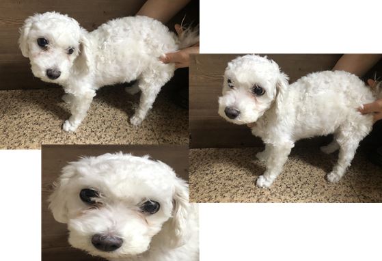비숑 프리제 이미지 파일 입니다.