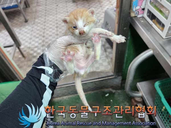 한국 고양이 이미지 파일 입니다.