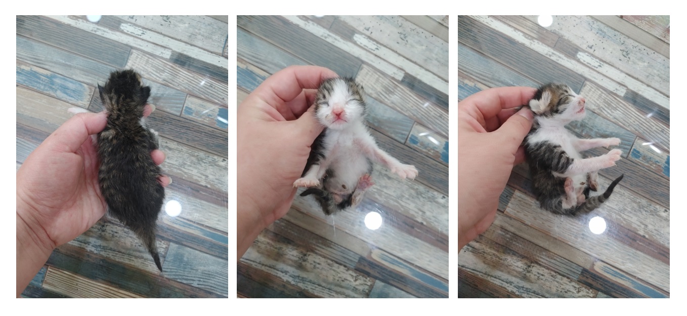 한국 고양이 이미지 파일 입니다.