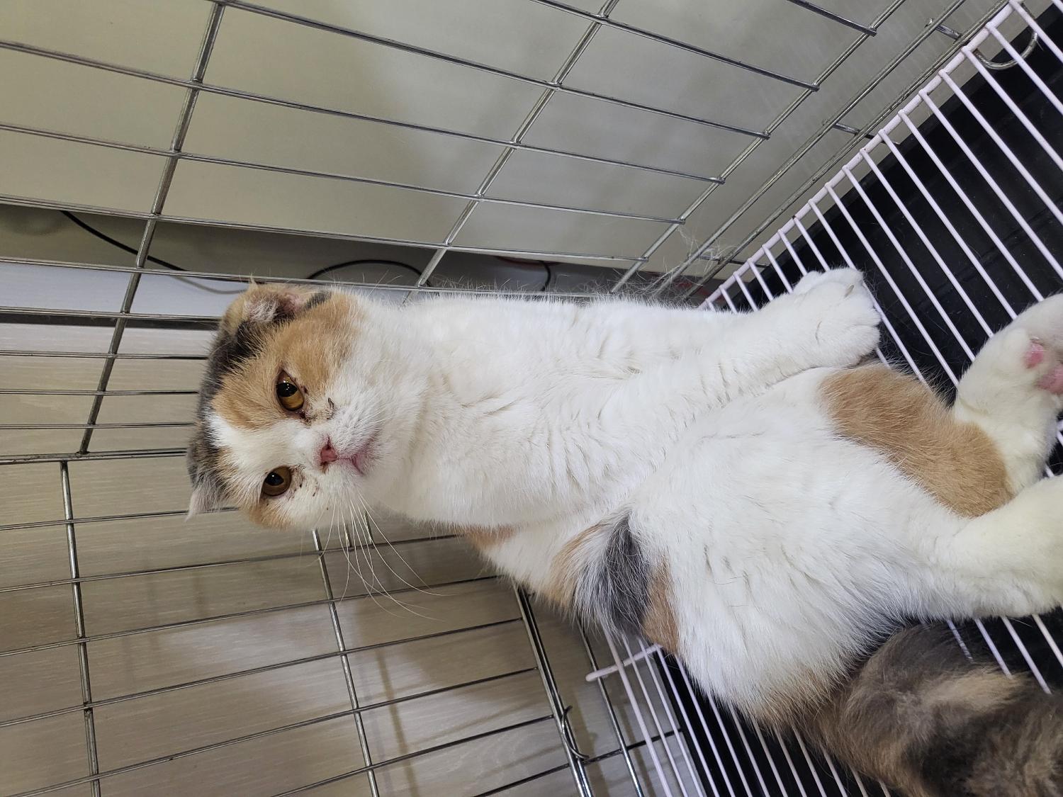 스코티시폴드 이미지 파일 입니다.