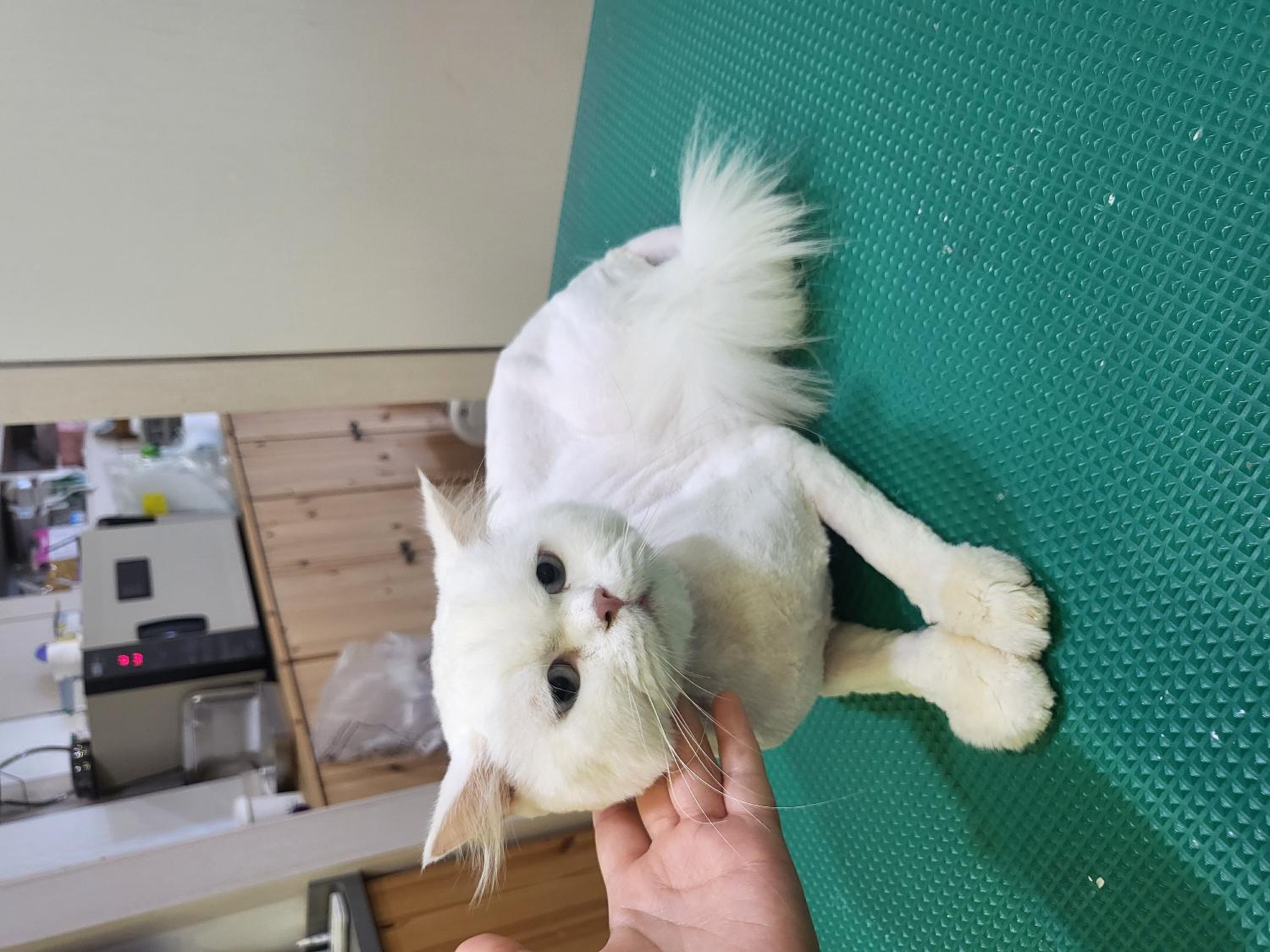 터키시 앙고라 이미지 파일 입니다.
