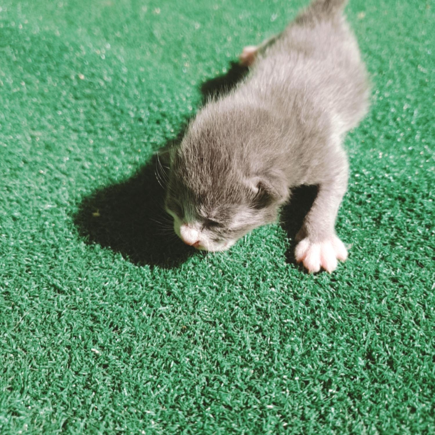 한국 고양이 이미지 파일 입니다.