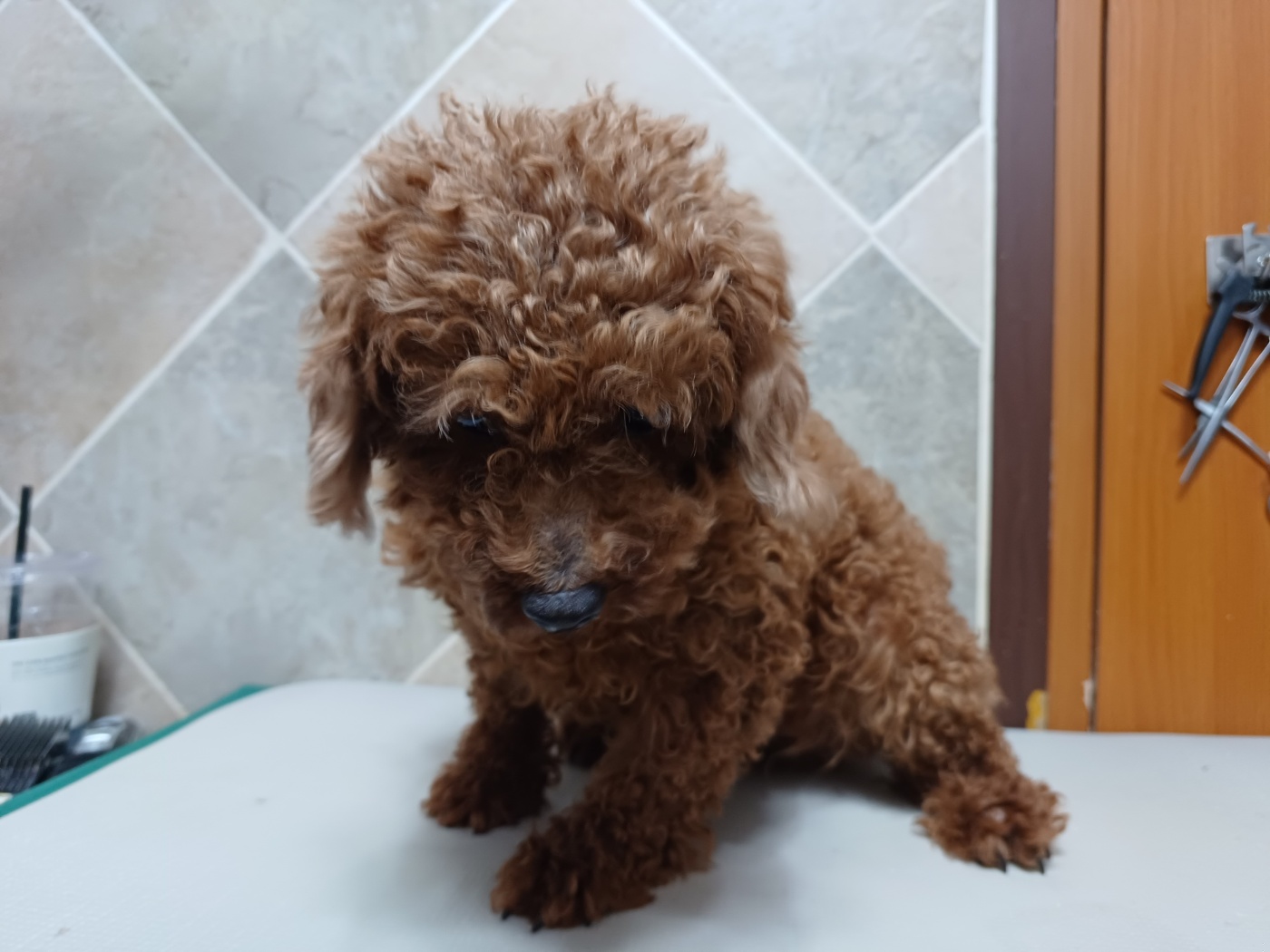 푸들 이미지 파일 입니다.