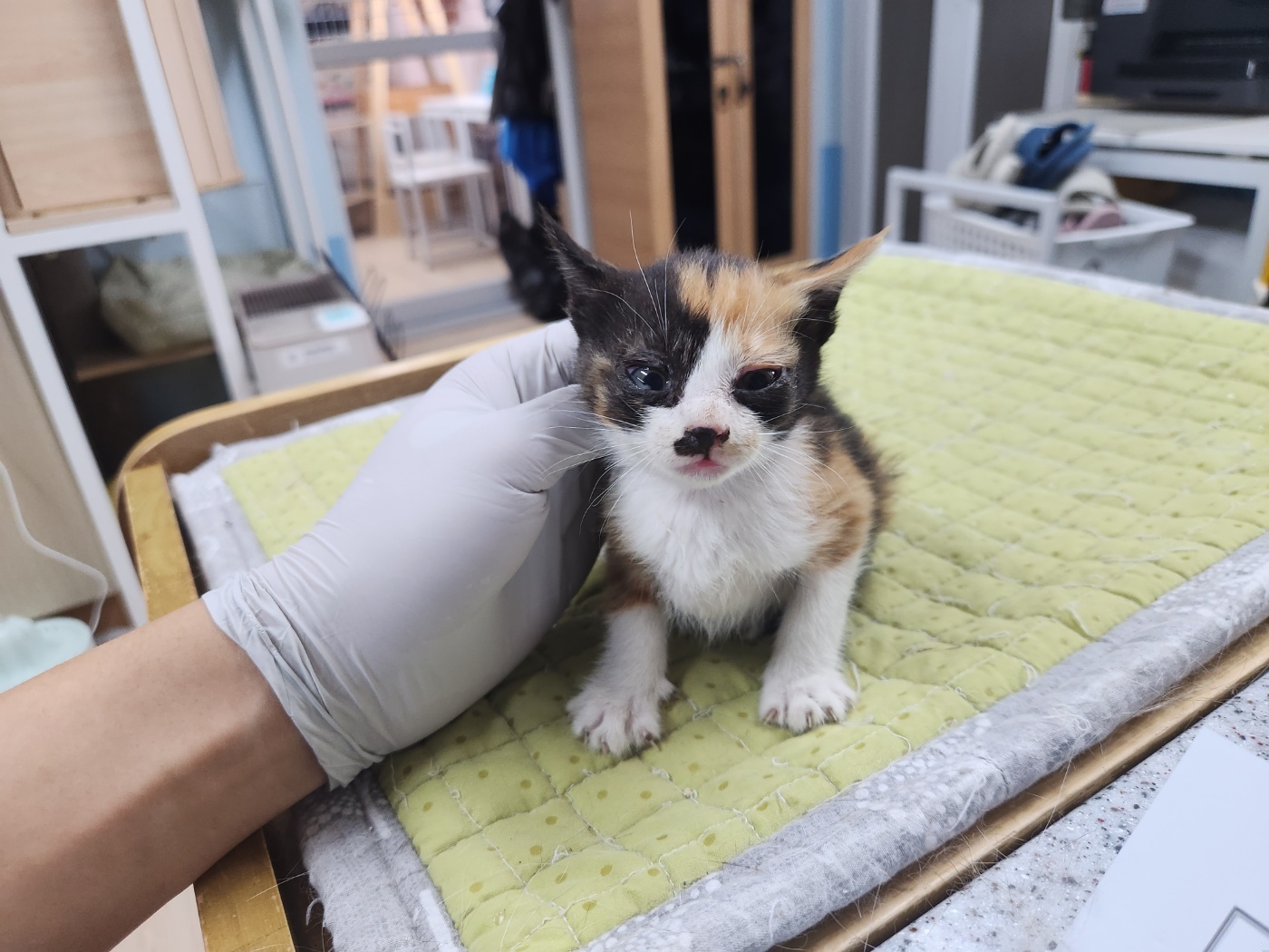 한국 고양이 이미지 파일 입니다.