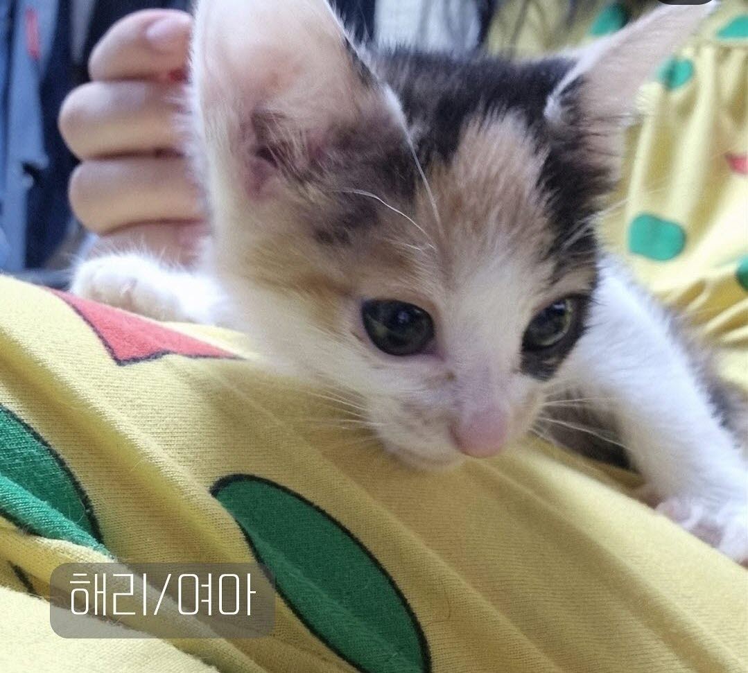믹스묘 이미지 파일 입니다.