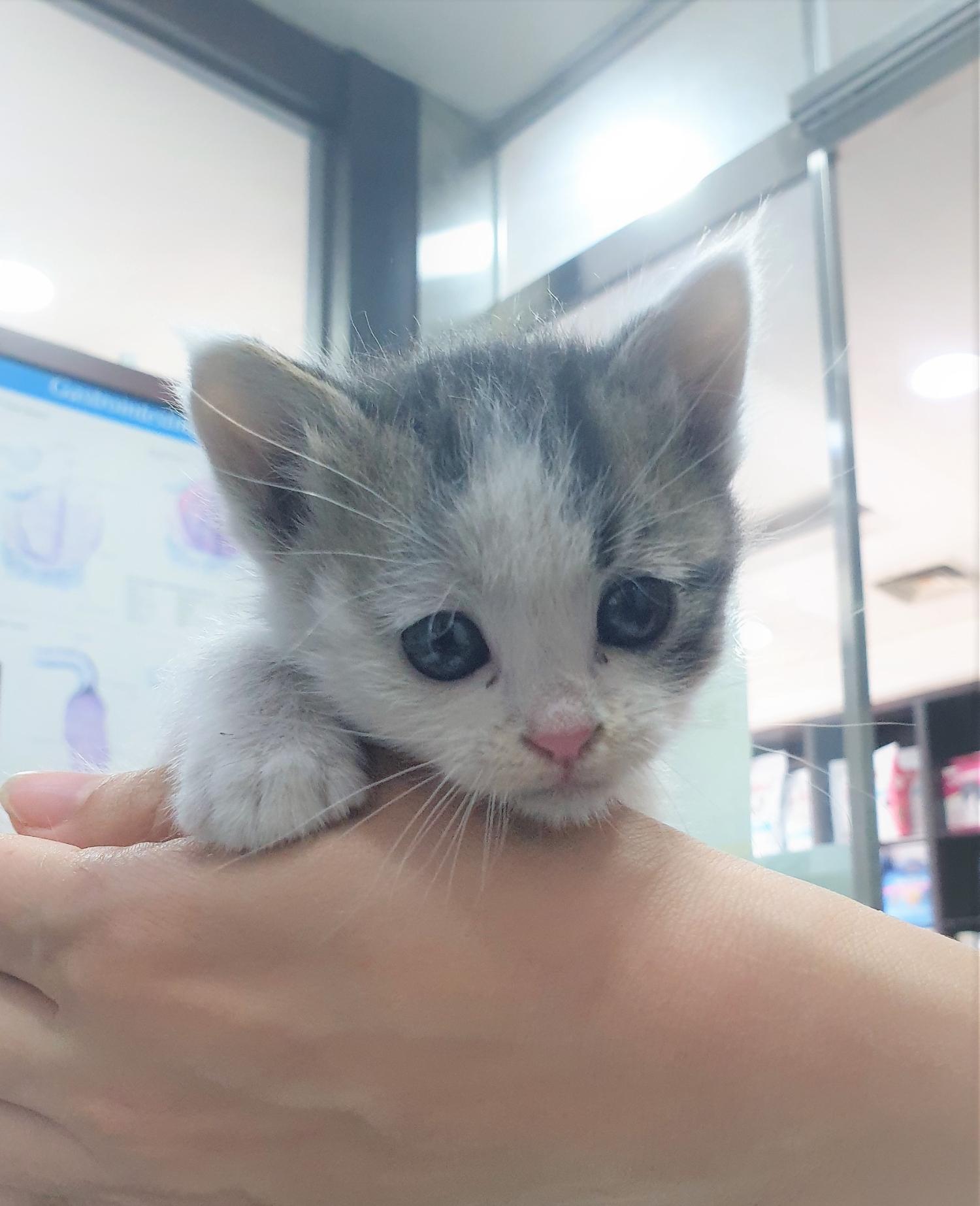 한국 고양이 이미지 파일 입니다.