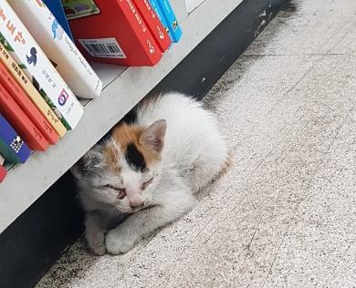한국 고양이 이미지 파일 입니다.