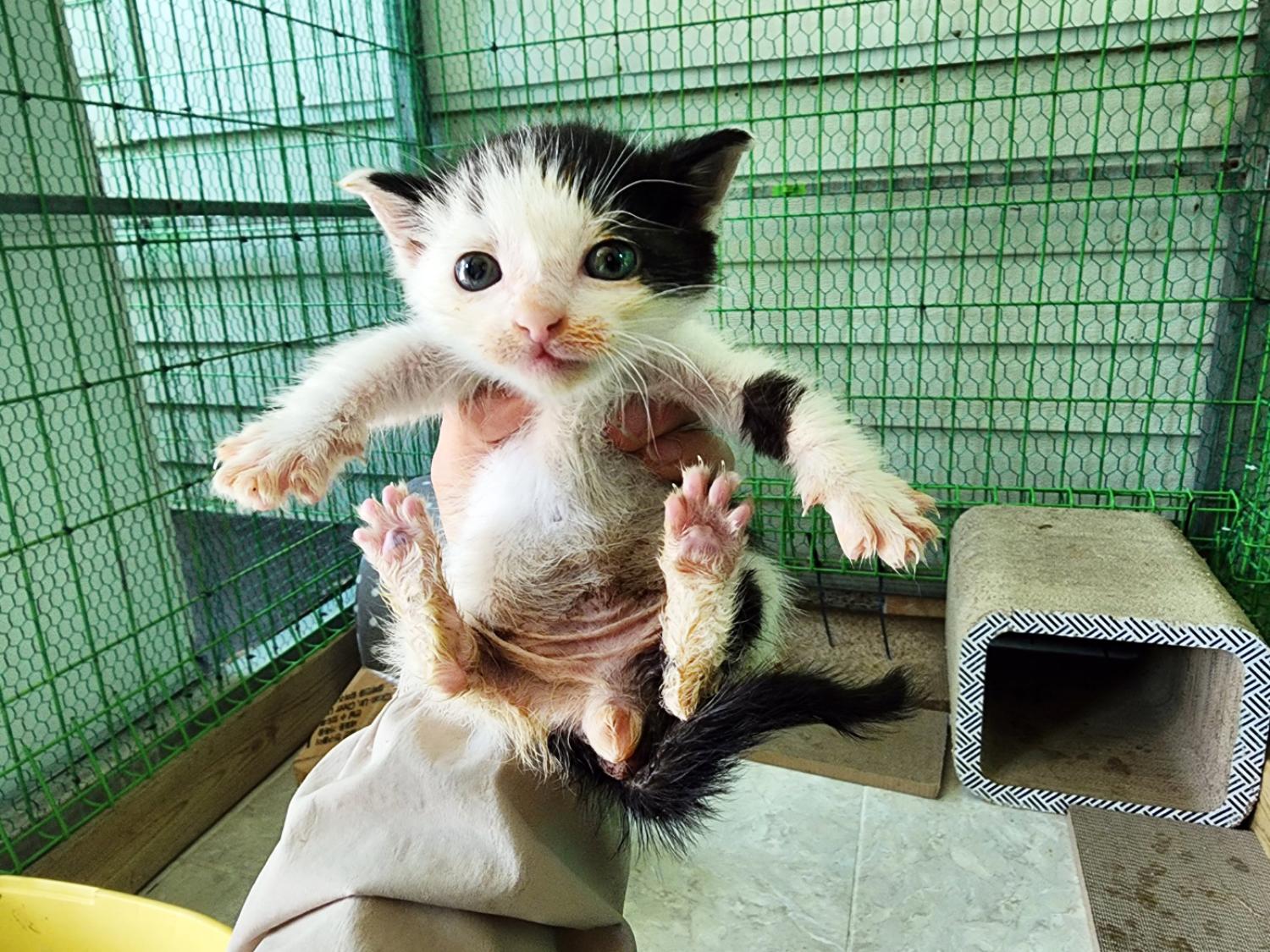 한국 고양이 이미지 파일 입니다.