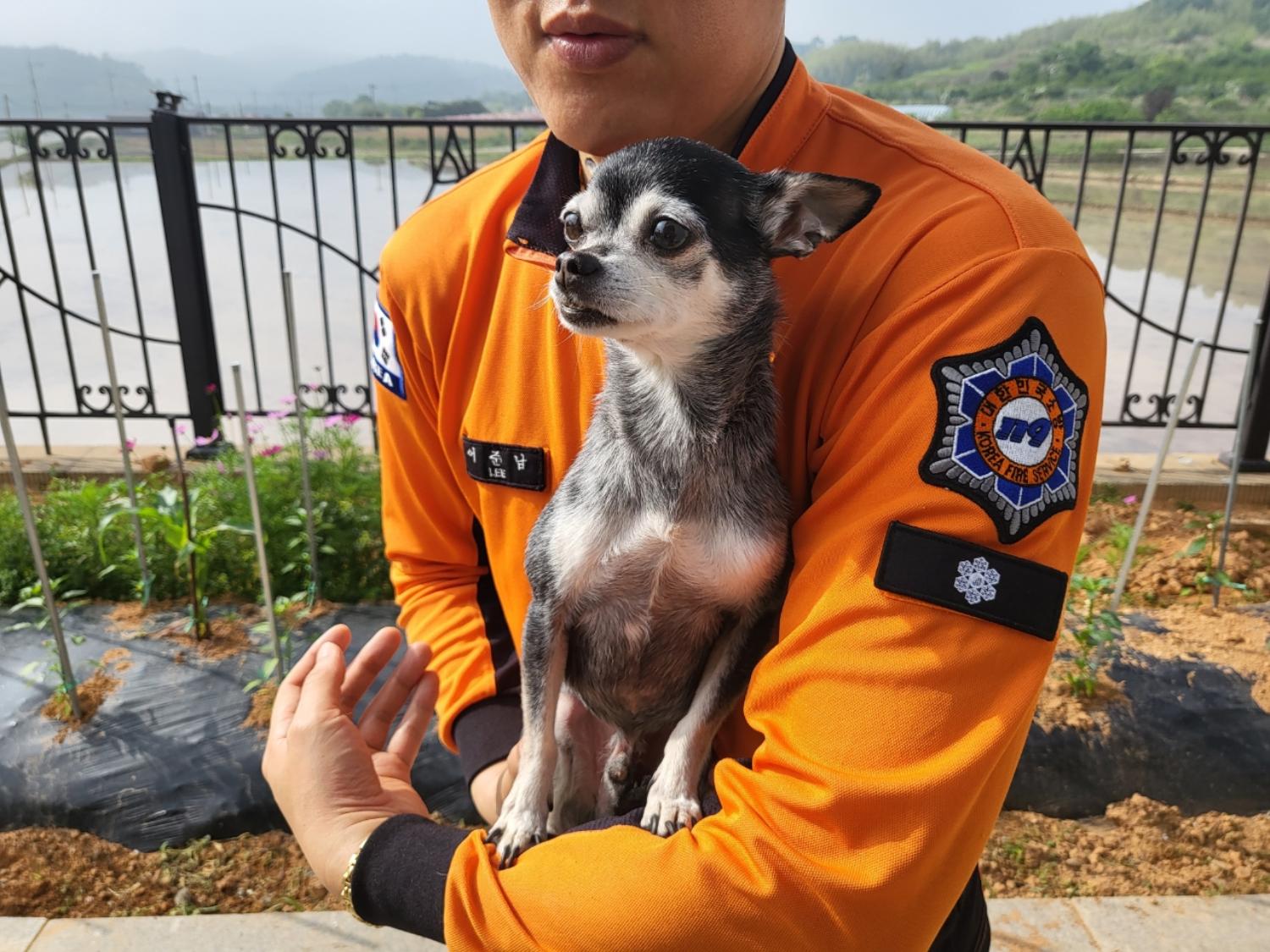 치와와 이미지 파일 입니다.