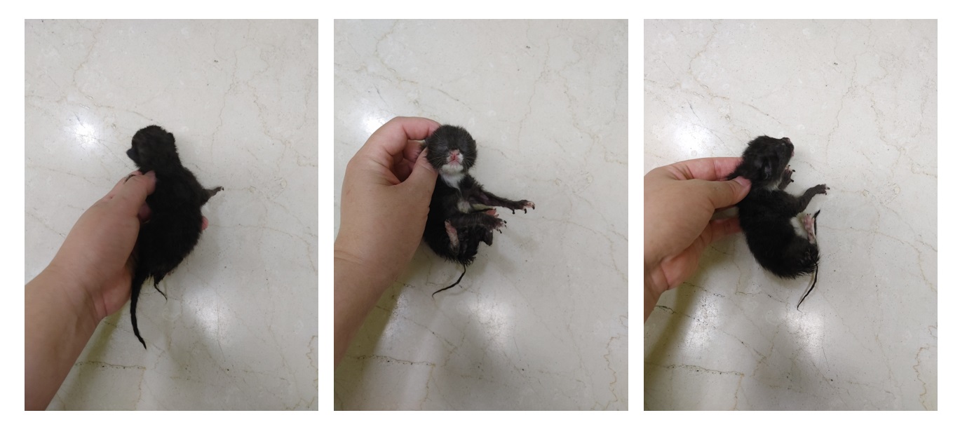 한국 고양이 이미지 파일 입니다.