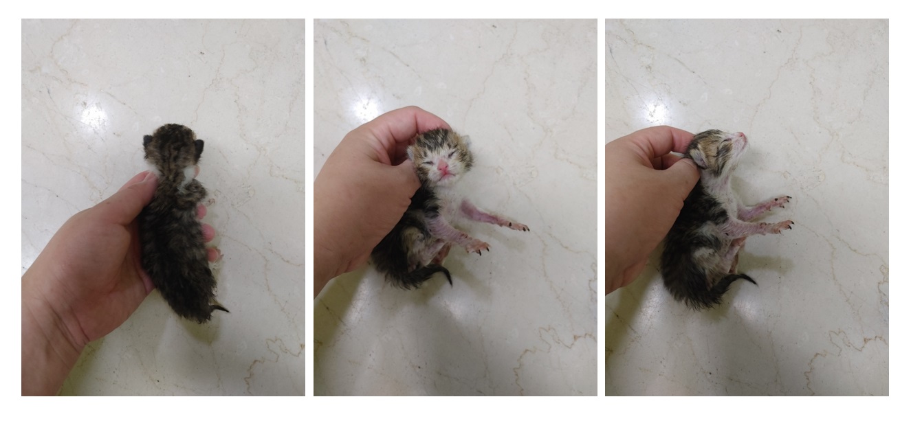 한국 고양이 이미지 파일 입니다.