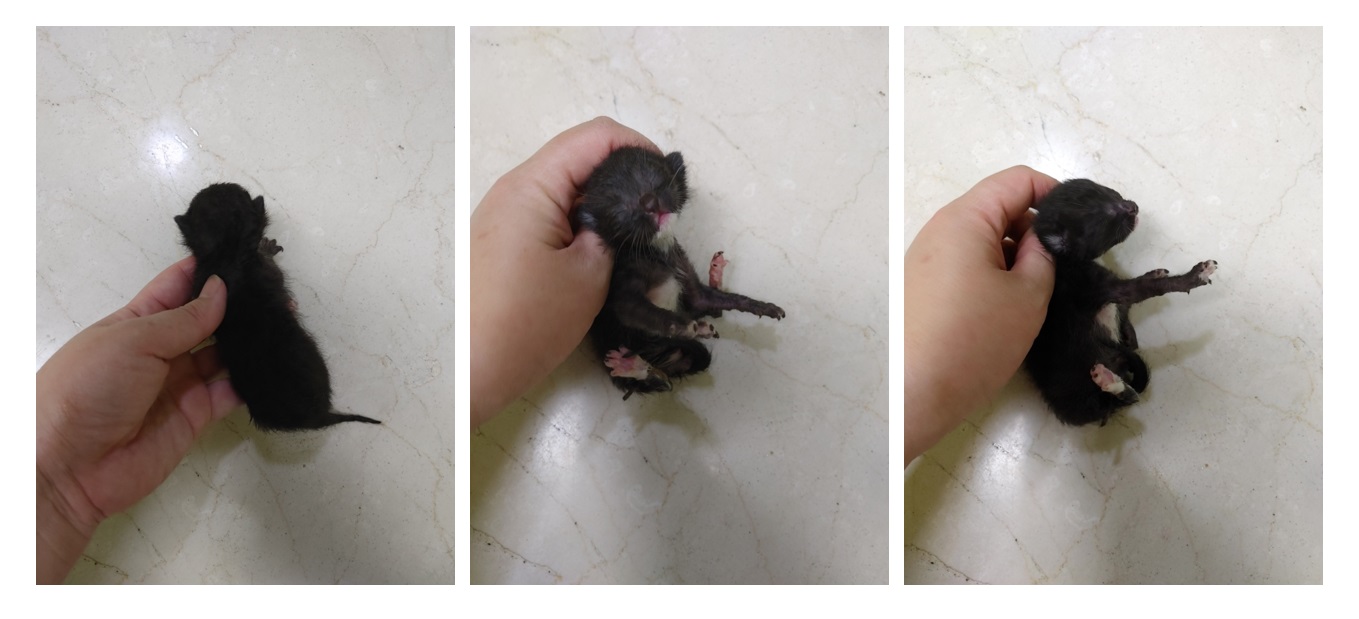 한국 고양이 이미지 파일 입니다.