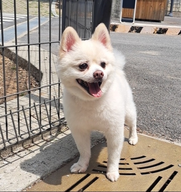 포메라니안 이미지 파일 입니다.
