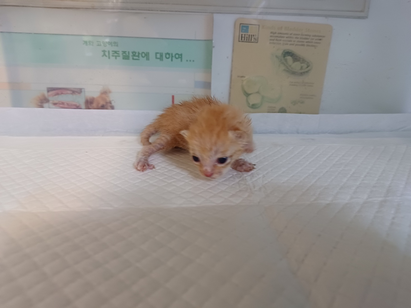 한국 고양이 이미지 파일 입니다.