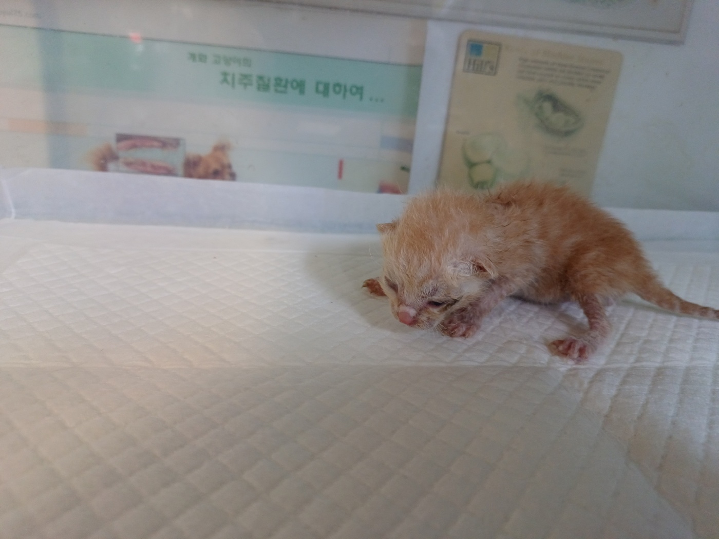 한국 고양이 이미지 파일 입니다.