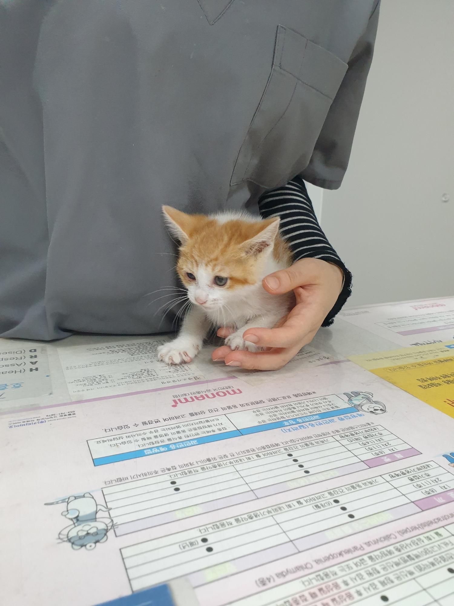 한국 고양이 이미지 파일 입니다.