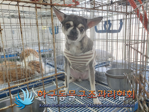 치와와 이미지 파일 입니다.