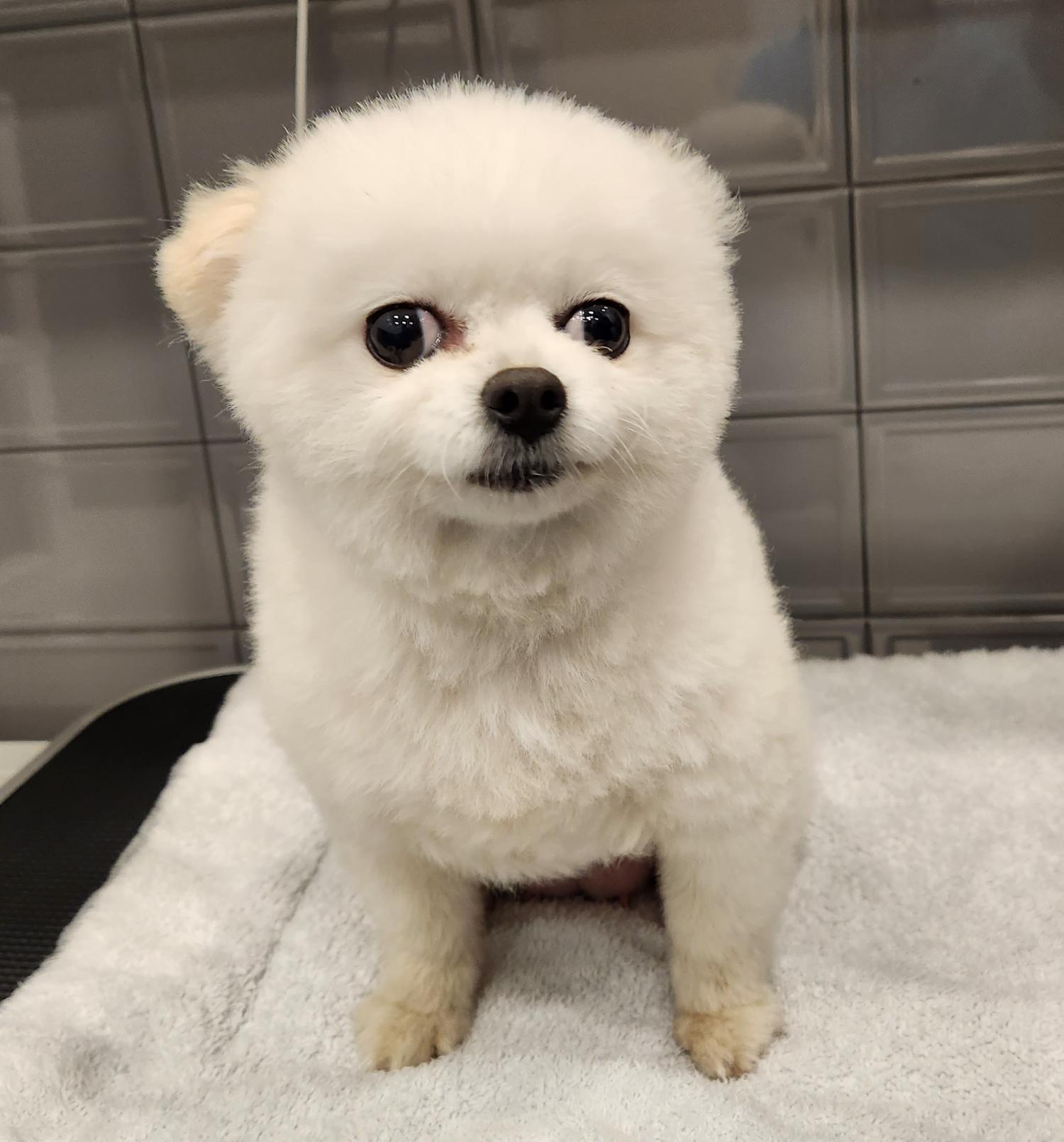 포메라니안 이미지 파일 입니다.