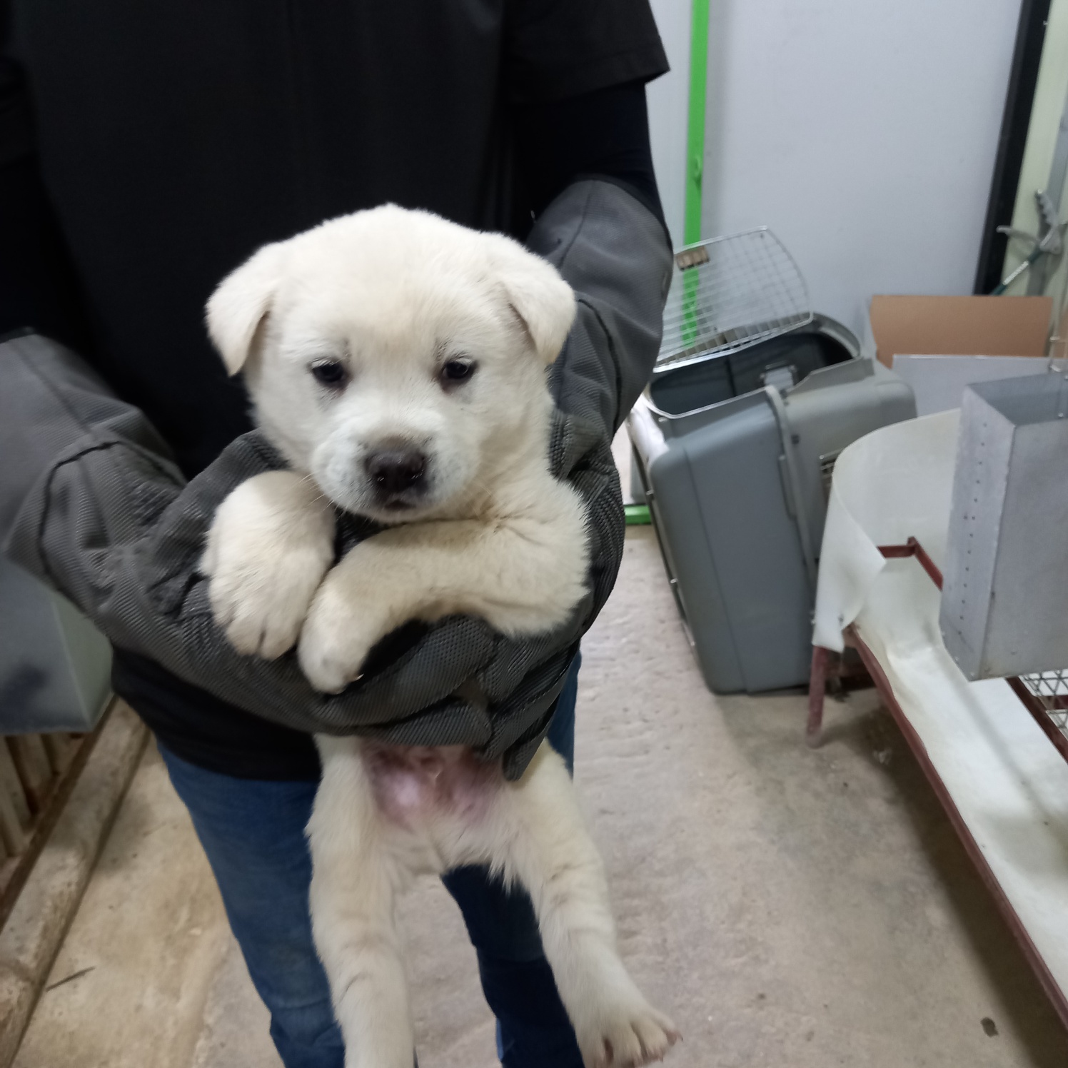믹스견 이미지 파일 입니다.