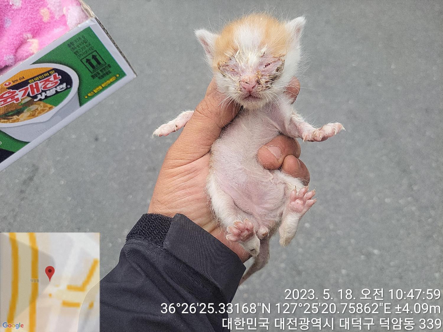 한국 고양이 이미지 파일 입니다.
