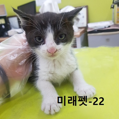 한국 고양이 이미지 파일 입니다.