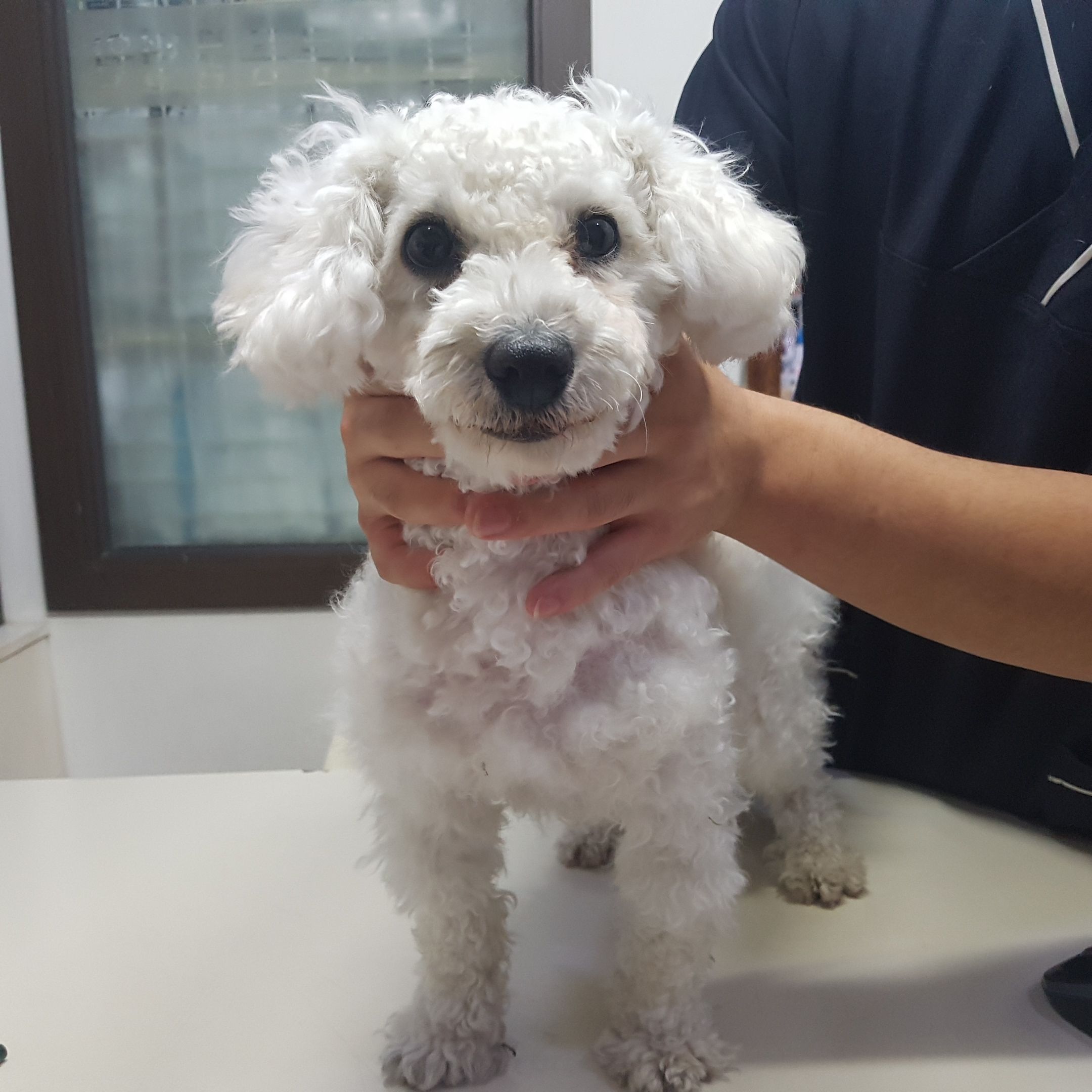 푸들 이미지 파일 입니다.