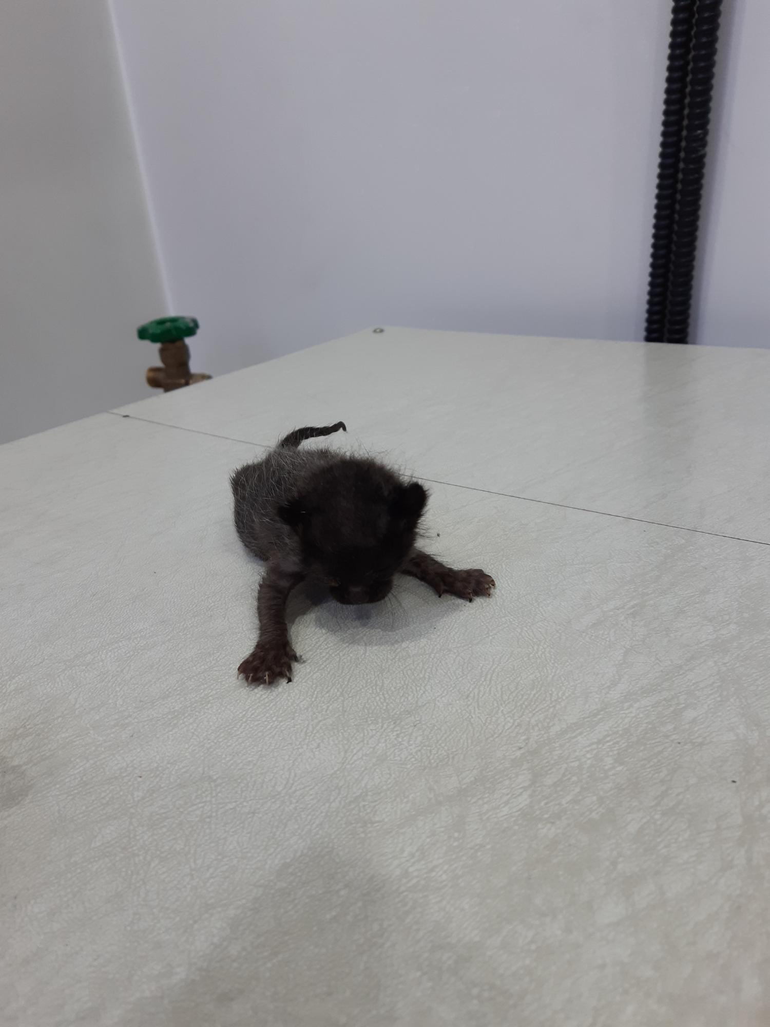 한국 고양이 이미지 파일 입니다.