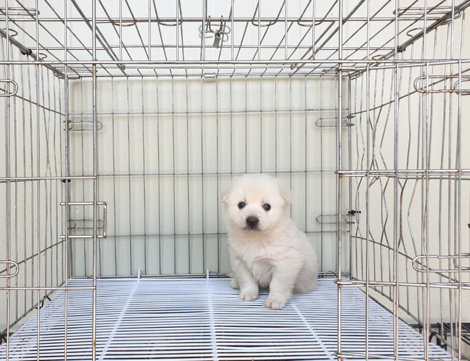 믹스견 이미지 파일 입니다.