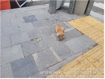 한국 고양이 이미지 파일 입니다.