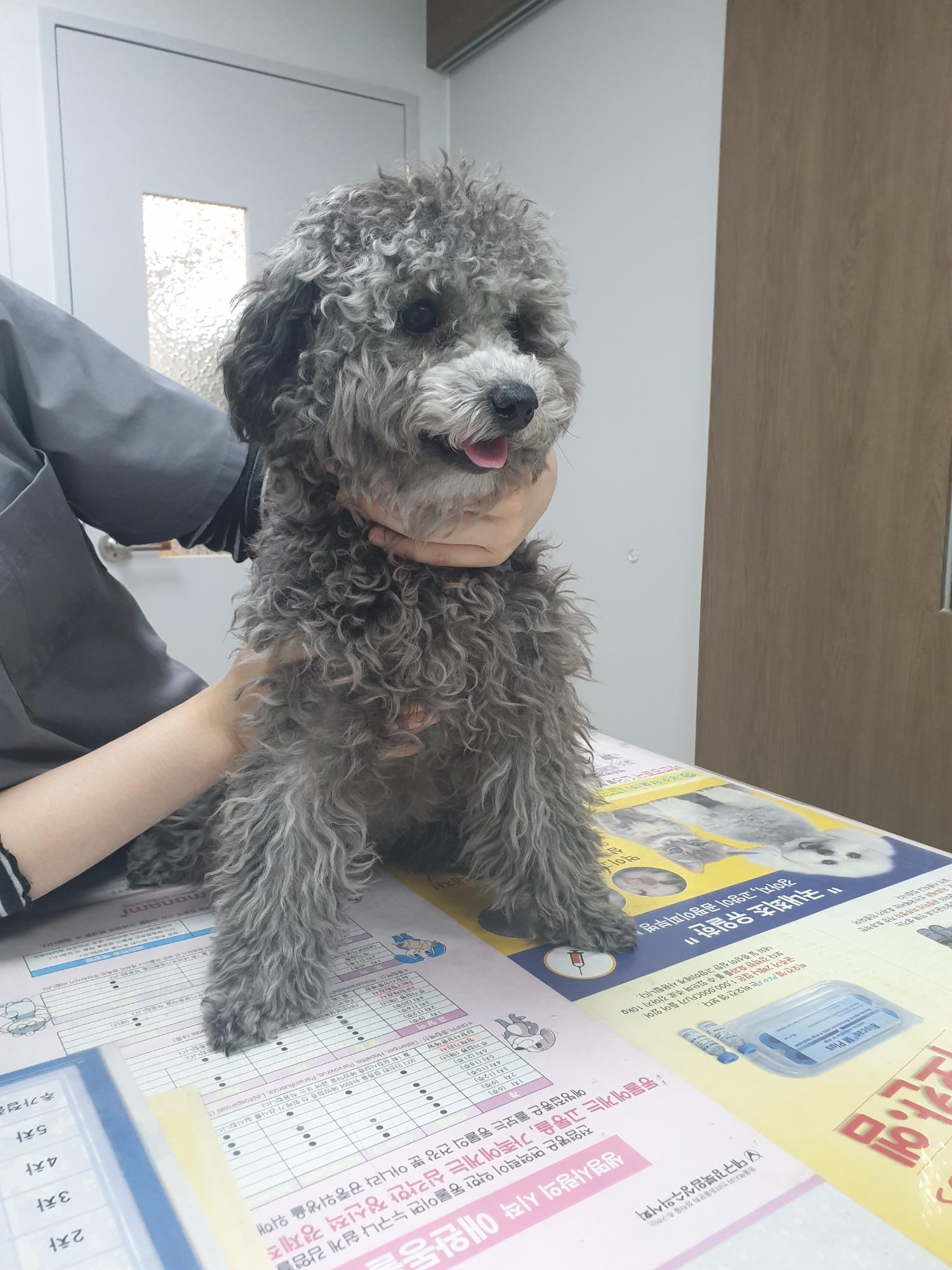푸들 이미지 파일 입니다.