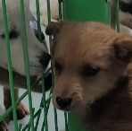 믹스견 이미지 파일 입니다.
