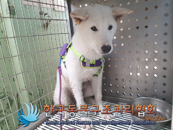 믹스견 이미지 파일 입니다.