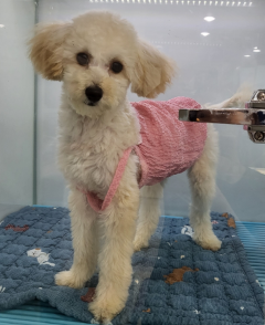 푸들 이미지 파일 입니다.