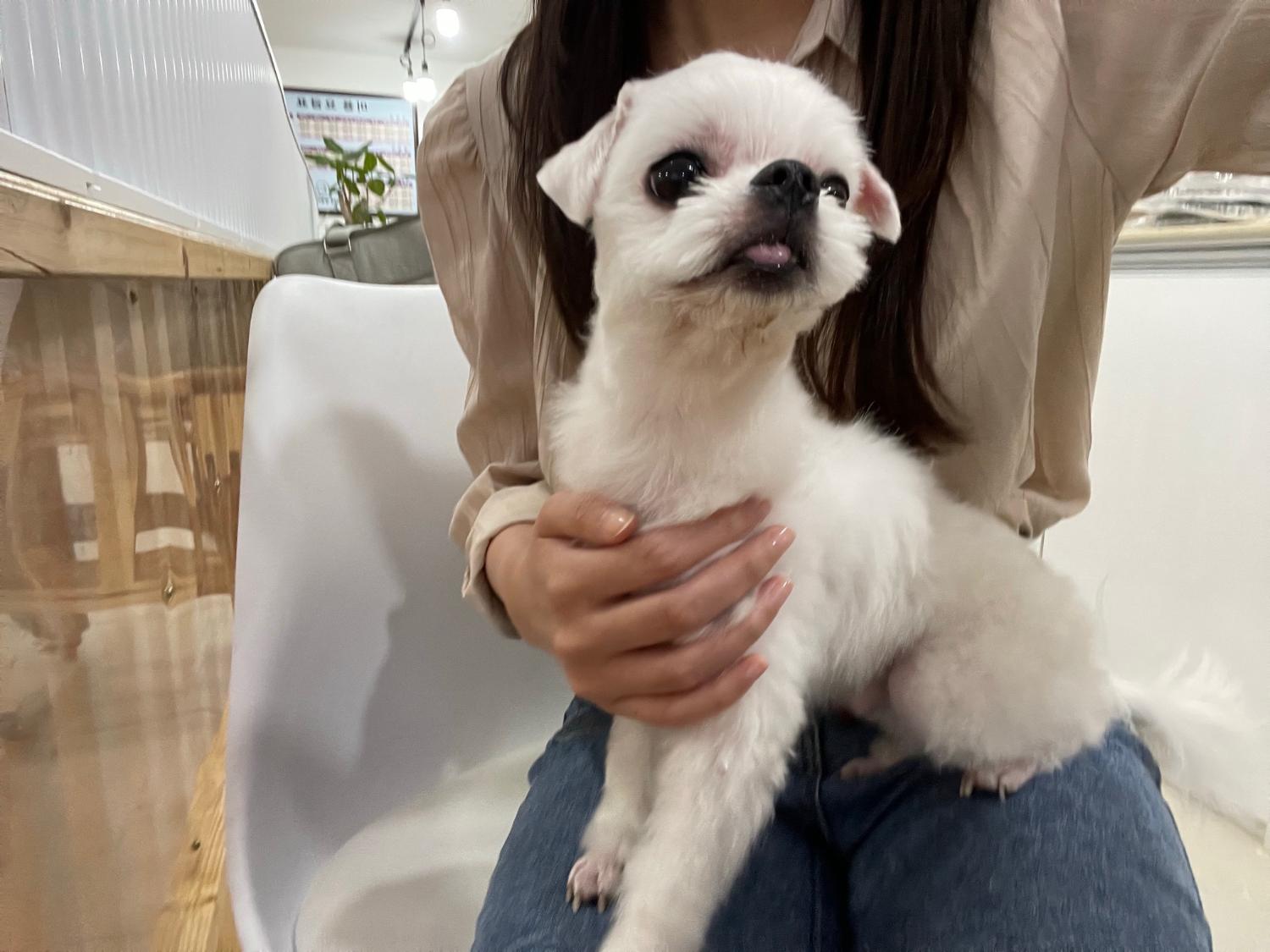 말티즈 이미지 파일 입니다.