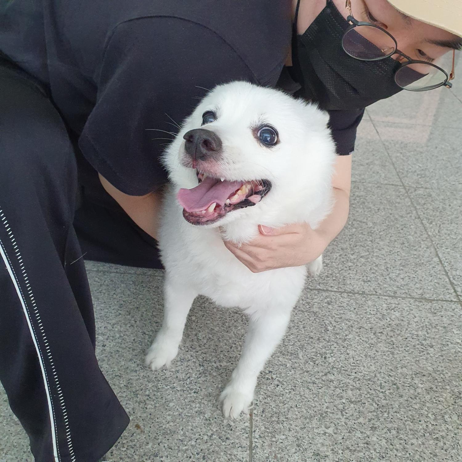 믹스견 이미지 파일 입니다.