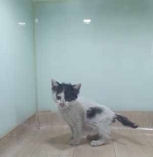 한국 고양이 이미지 파일 입니다.