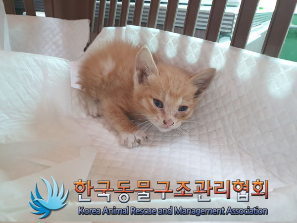 한국 고양이 이미지 파일 입니다.