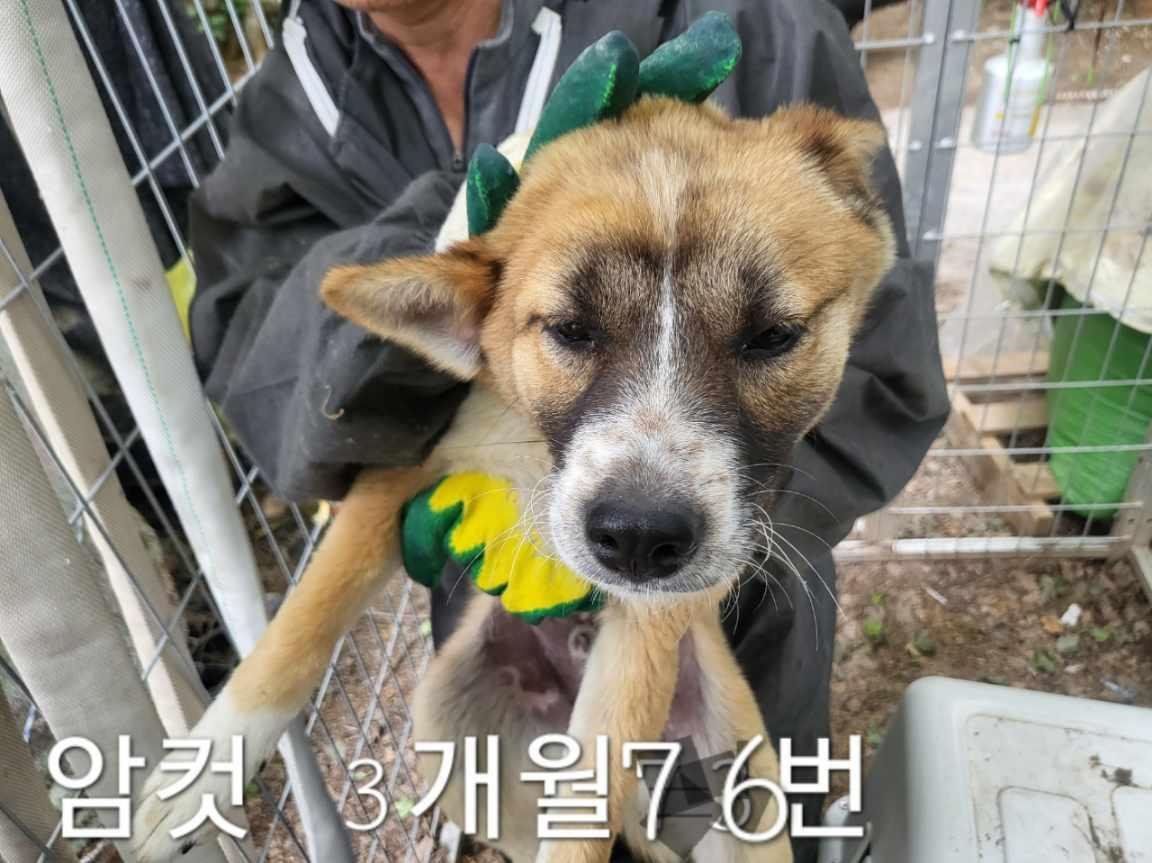 믹스견 이미지 파일 입니다.