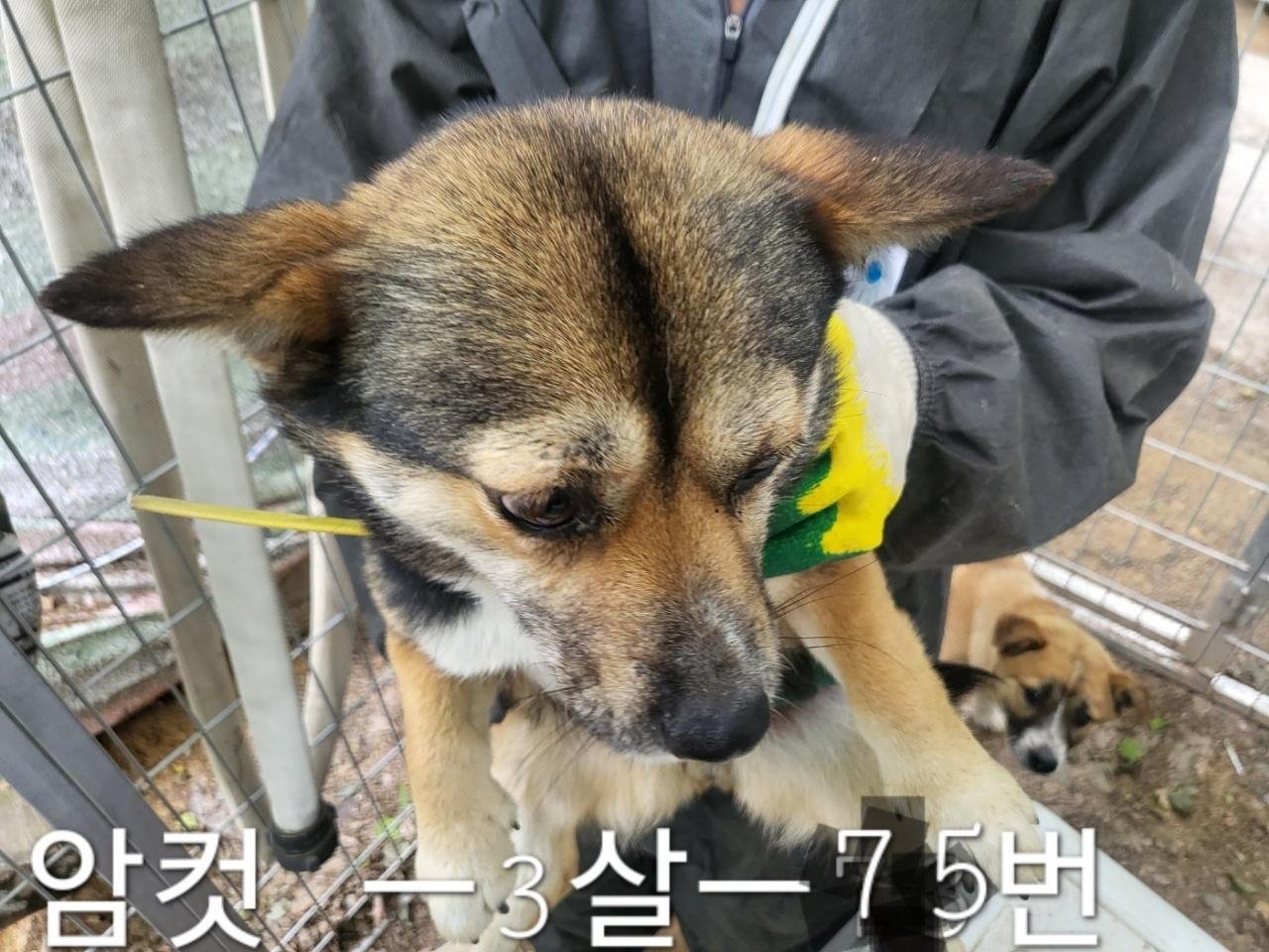 믹스견 이미지 파일 입니다.