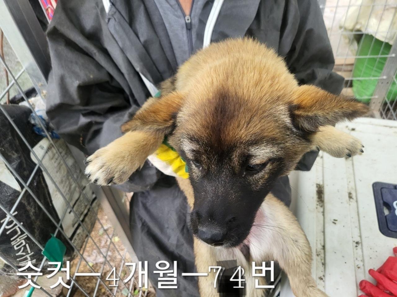 믹스견 이미지 파일 입니다.