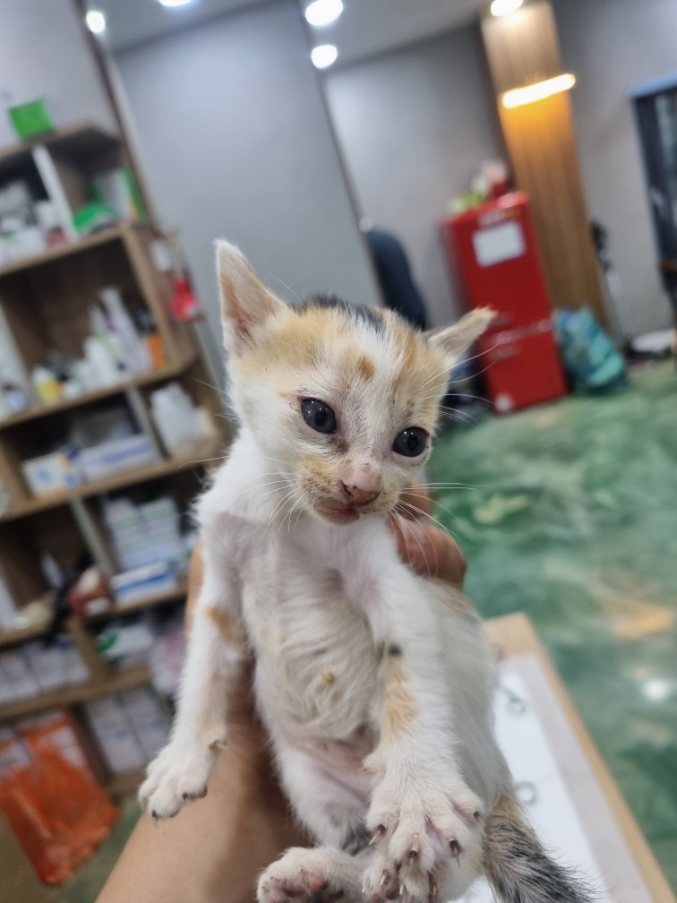 믹스묘 이미지 파일 입니다.